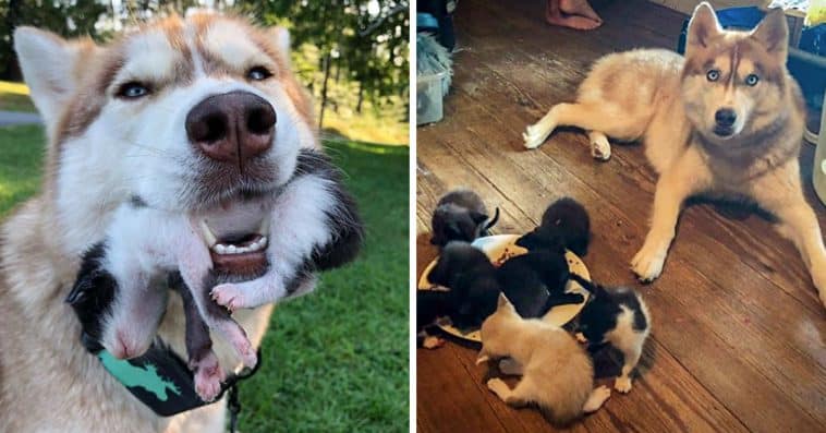 Husky Leads Owner Into The Woods And Brings Her To A Sealed Box Filled With Stray Kittens