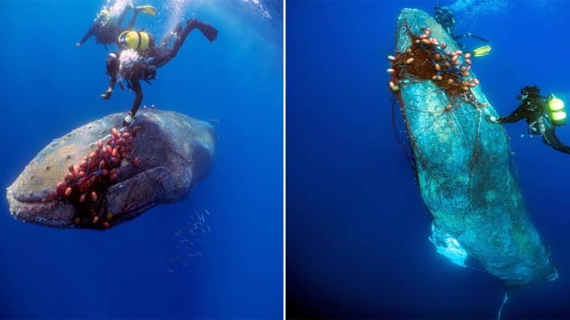 Rescue Mission: 12-Meter Humpback Whale Liberated from Illegal Drift Net near Balearic Island in a Thrilling Underwater Operation