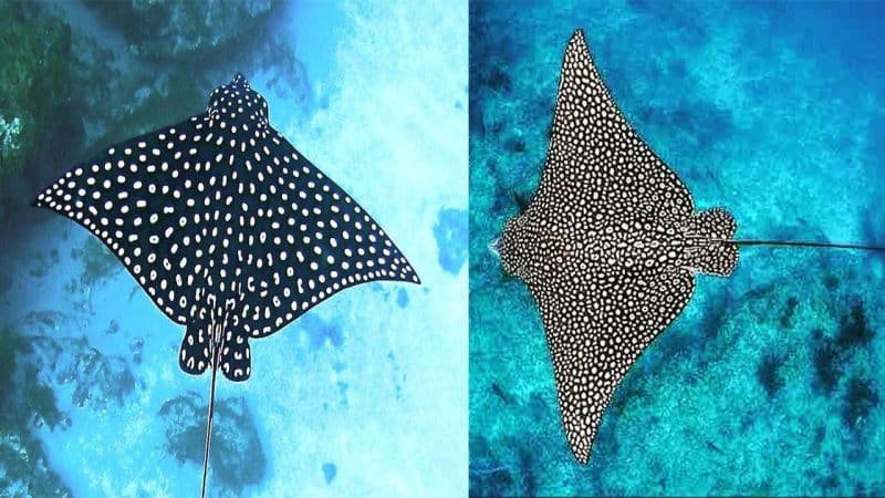 The Enigmatic Beauty: Exploring the World of the Spotted Stingray