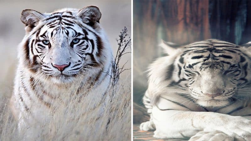 The Enigmatic Beauty of the Albino Tiger: A Rare and Ethereal Creature