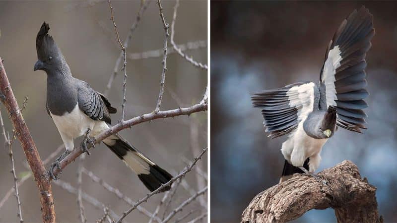 The White-bellied Go-away Bird: A Striking Avian Species with a Unique Vocalization