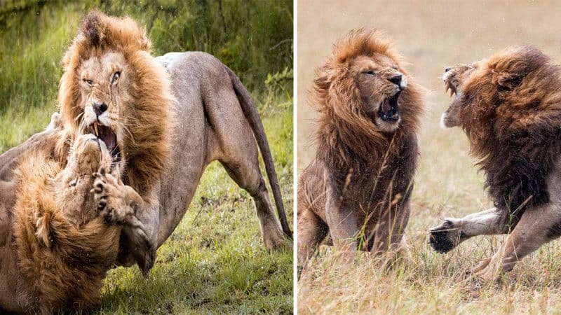 Explosive Battle for Dominance: Two Kings of the Jungle Clash in South Africa’s Sabi Sand Reserve