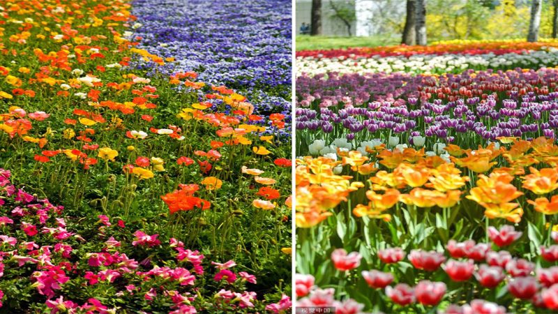 Tigon Flower Garden: Where Beauty and Diversity Blossom Together