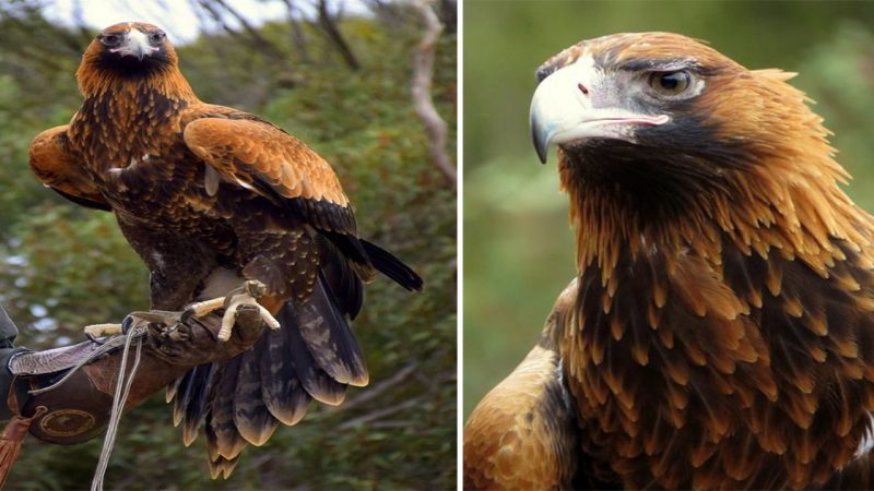 The Majestic Wedge-Tail Eagle: Symbol of Power and Grace