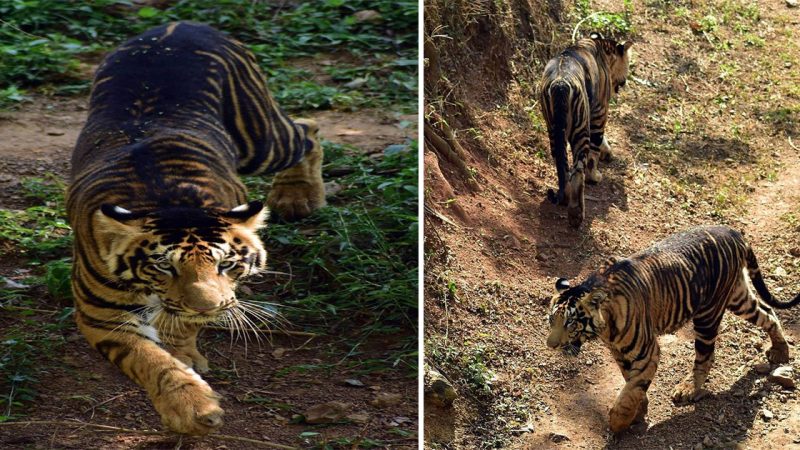 Rare ‘Black’ Tigers Spotted Roaming Nandankanan National Park in Eastern India: A Captivating Sight