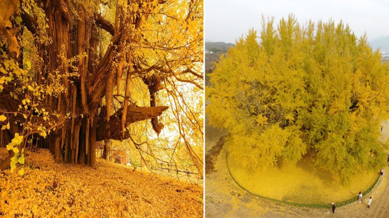 Giant ginkgo tree, Japan