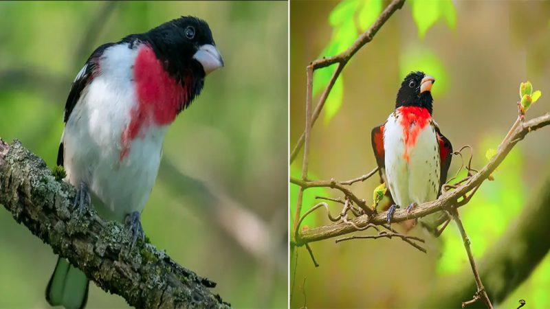 A Blindingly Bright Red Exclamation Mark Is Juxtaposed Against A Chest Of Pure White, On A Fluffy Frugivorous Feeder – Meet The Rose-crested Grosbeak!