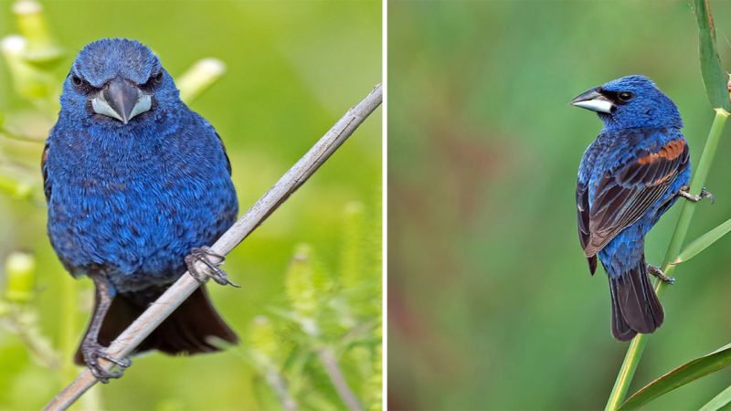 The Stunning Blue Grosbeak: A Vibrant Songbird of Extraordinary Beauty