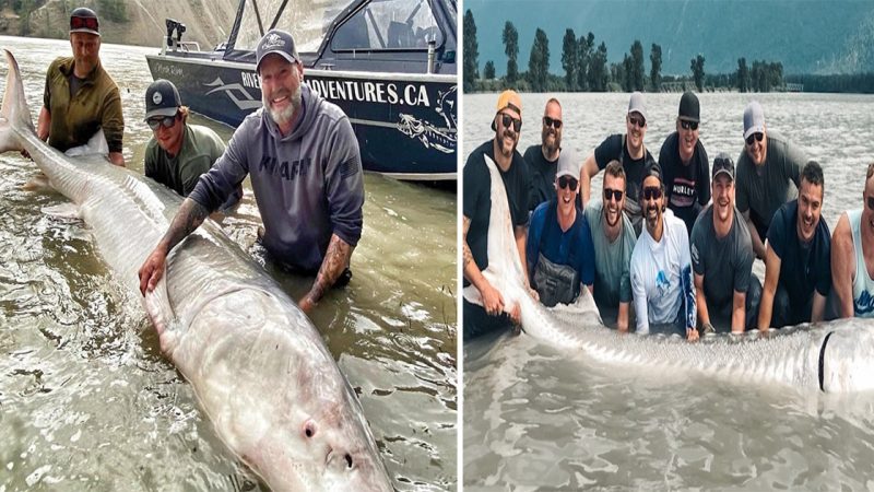 110-Year-Old White Sturgeon: Fraser River’s Largest Catch and Oldest Freshwater Species on Earth