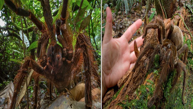 The Enigmatic Giant Spider: A Marvel of Nature