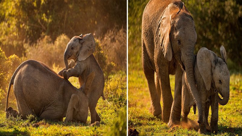 Heart-Warming Snaps: Playful Baby Elephant Convinces Older Pal to Join in the Fun at Addo Elephant National Park