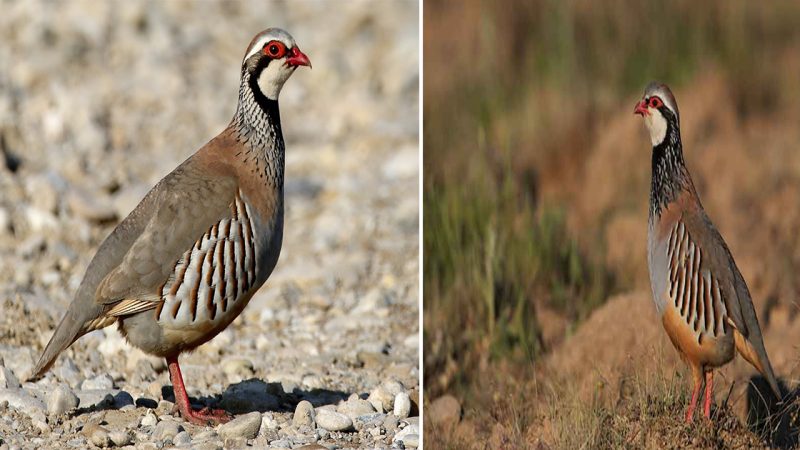 Red-Legged Partridge: A Splendid Game Bird with Vibrant Charms