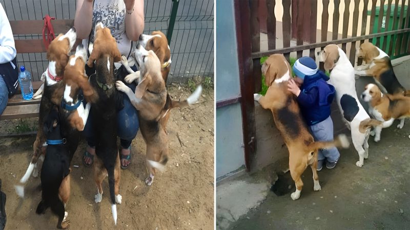 Heartwarming Moment: 4-Year-Old Boy and His Canine Friends Waiting for Mom’s Return Each Day by the Iron Fence