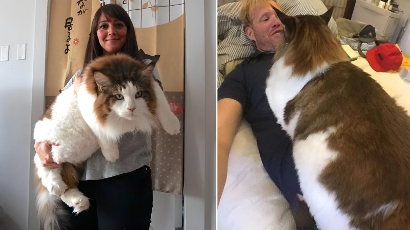 “Samson: The Enormous Maine Coon Cat That Astonishes with His Size and Charm”