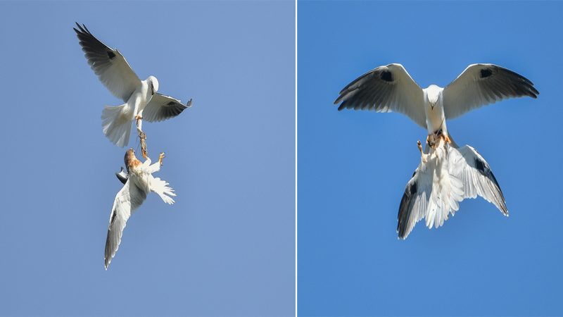 Captivating Clash: Black-shouldered Kite vs. Common Kestrel, a Spectacular Encounter by Danny Vokinsiow