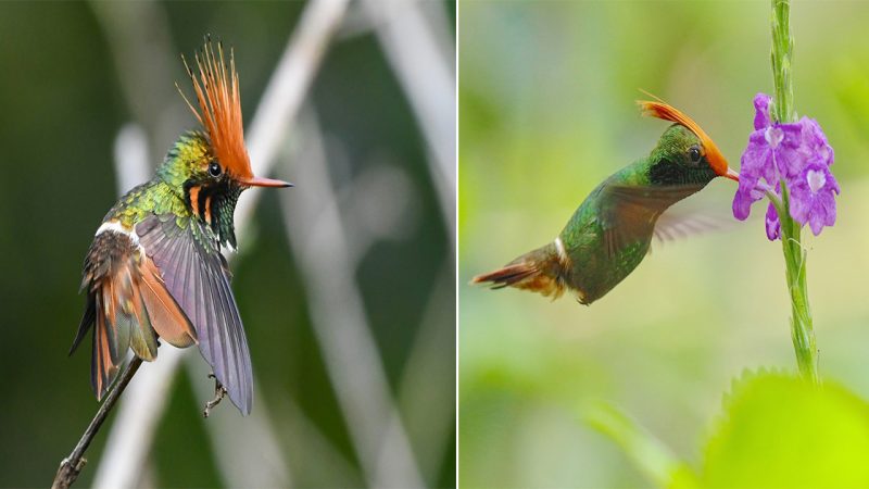 The Rufous-crested Coquette: Discovering the Tiny and Colorful Hummingbird of the South American Tropics