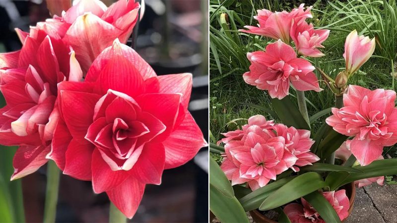 The Enchanting Beauty of Amaryllis Double Dream: A Captivating Display of Double-Blooming Elegance