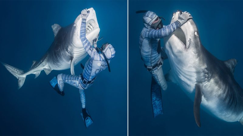 Daring ‘Shark Whisperer’ Masters Tiger Sharks with Bare Hands: Stunning Images from French Polynesia