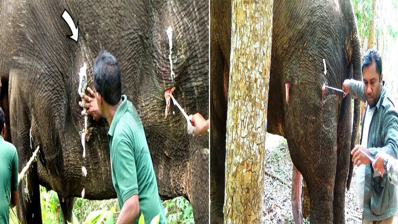 A Baby Elephant’s Miraculous Rescue: Overcoming Adversity to Find a New Lease on Life