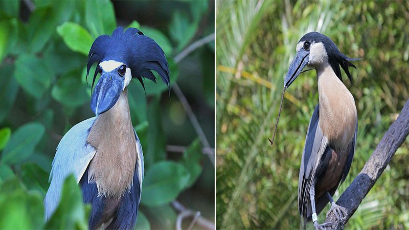 The Boat-billed Hero: Unveiling the Enigmatic Avian Marvel of Brazil