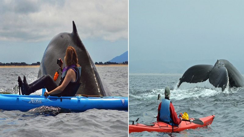 Whale’s Surprise Encounter: Gigantic Creature Astounds Kayakers