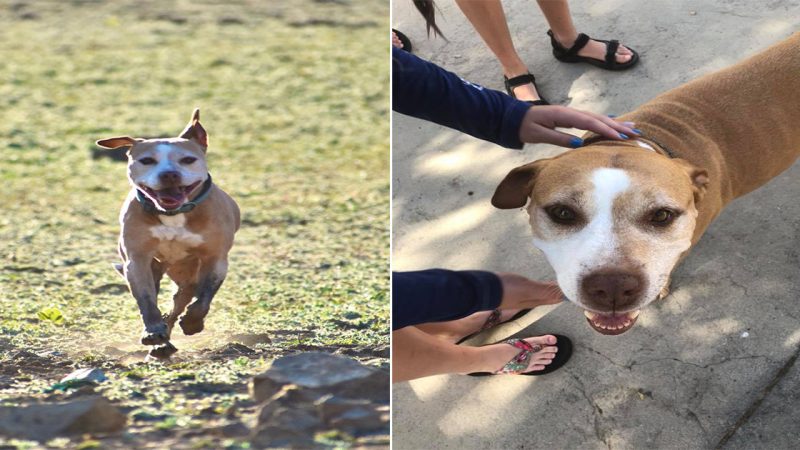 Remembering Merrill: Merrill has joined Taco over the rainbow bridge. Back in March we discovered that she had a large tumor on her liver. We thought we had days, but we got months. We feel so fortunate to have been given the gift of having these two become a part of our family. We loved them fully and we will miss them.