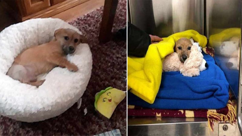 Heartwarming Rescue: A Pup’s Journey from Despair to Gratefulness