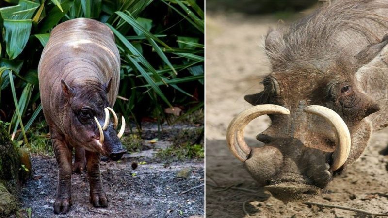 The Babirusa (Babyrousa babyrussa), an enigmatic and peculiar creature.