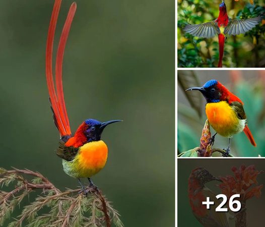 Flames of Beauty: Capturing the Mesmerizing Hues of the Fire-Tailed Sunbird