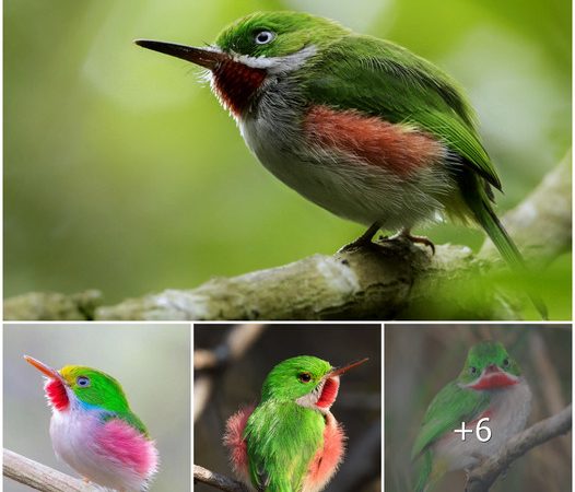 The Enchanting Charm of the Narrow-Billed Tody: A Ruby-Throated Delight