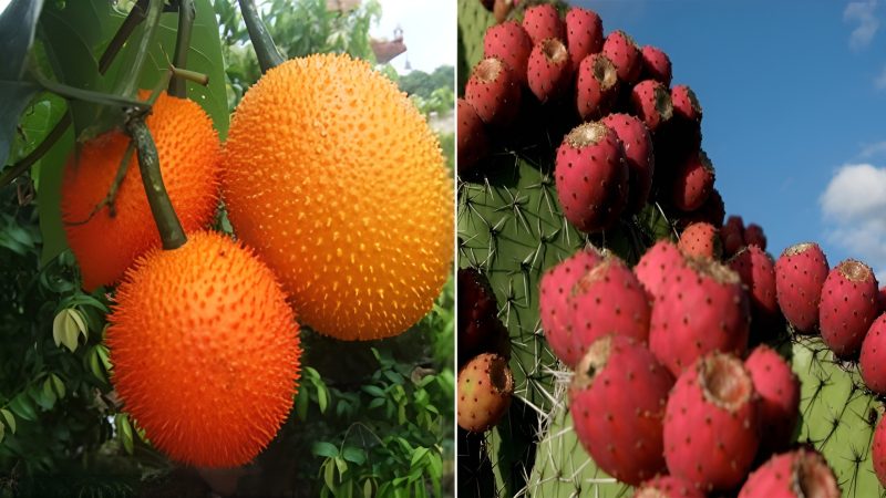 Charming beauty : Uncover the mystery of exotic fruits full of thorns