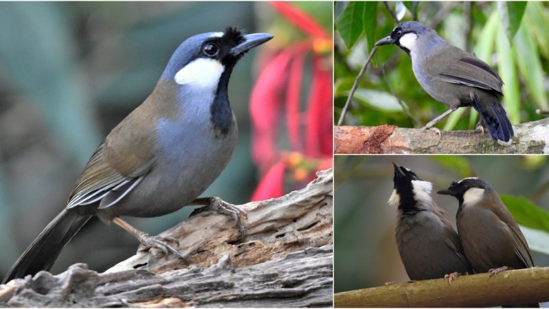 The Enchanting Melodies of the Black-Throated Laughing Thrush