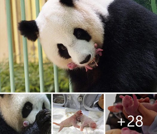 Fluffy Huan Huan’s Miraculous Moment: Welcoming Healthy, Plump, and Brilliant Pink Twin Panda Cubs!