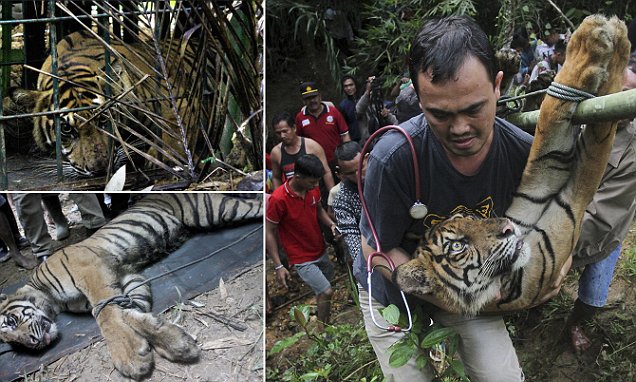 Rescue and Relocation of Frightening Sumatran Tiger