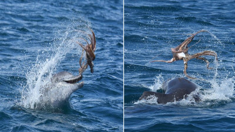 Playful Encounter: Bottlenose Dolphin’s Fascination with Octopus Captured in Stunning Photos