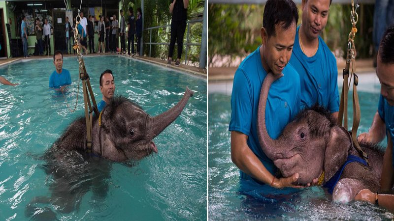 Heartwarming Moment: Baby Elephant Receives Gentle Guidance During Its First Swimming Lesson