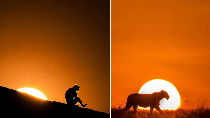 Serenading Twilight: Enchanting Wildlife Amidst The Sunset’s Tranquility