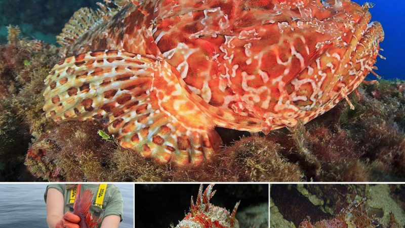 Unveiling the Enigma: Capturing the Elusive Red Ocean Fish