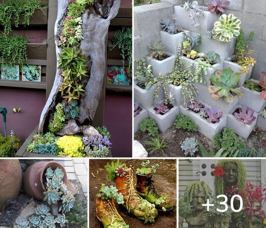 How to Easily DIY 30 Enchanting Succulent Gardens for Your Backyard