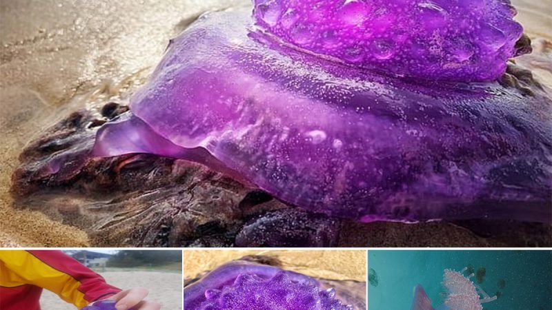 Mind-blowing Purple ‘Alien’ Creature Washes Up on Beach, Leaving Tourists Astonished