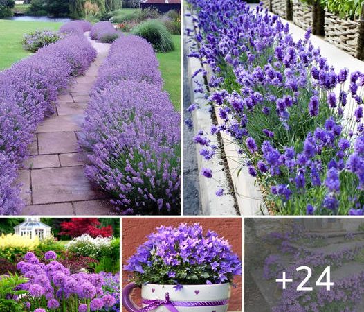 Purple Plants: 24 Magical Landscaping Ideas