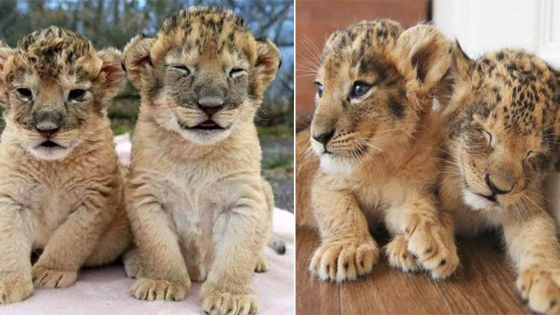 The Journey of Lion Cubs: A Tale of Growth and Discovery