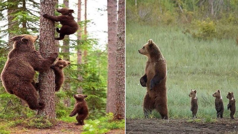 The Endearing Bond Between Mother Bears and Their Cubs