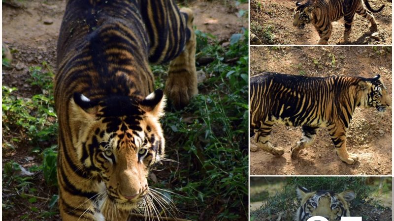 Rare Marvels Unveiled: Black Tigers Stroll Majestically in Indian National Park