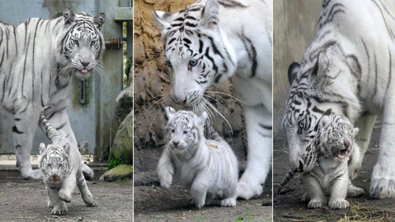 Snow Leopards: Guardians of the Mountain Peaks