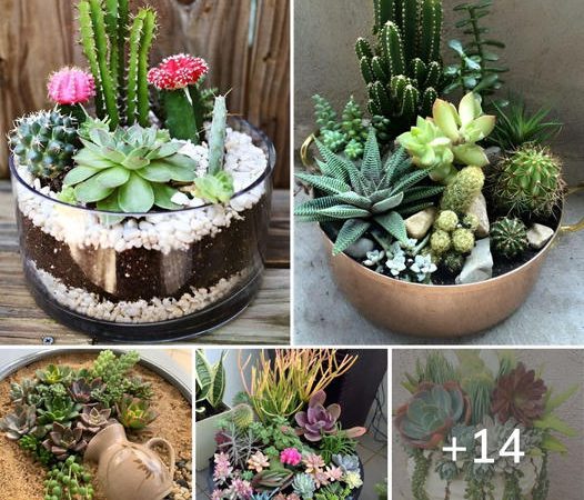 Surprise when 14 beautiful succulent pots for room decoration attract you the most ‎