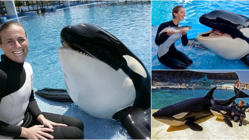 Training Killer Whales: A Delicate Balance of Respect and Expertise