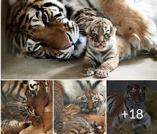 Tiny Triumphs: British Longleat Safari Park Celebrates the First Birth of Tiger Cubs in Almost Two Decades – Don’t Miss the Video ‎