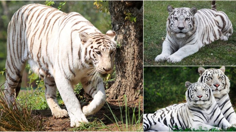 The Enigmatic White Tiger: Symbol of Power and Beauty