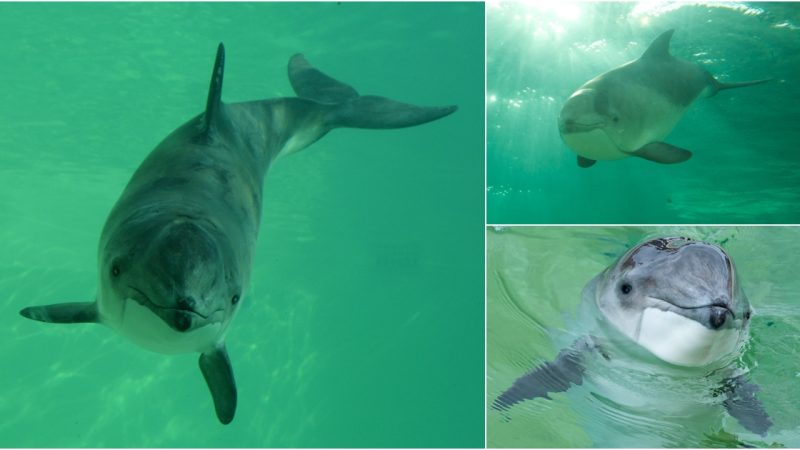 Exploring the Ecology of Harbour Porpoises: Insights into a Coastal Cetacean